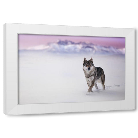 Yellow Eyes White Modern Wood Framed Art Print by Hricko, Stanislav