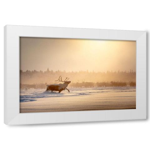 Alpha male White Modern Wood Framed Art Print by Minar, Patrik