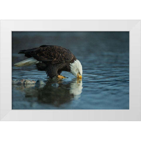 Bald eagle drink White Modern Wood Framed Art Print by Ferraro, Valerio