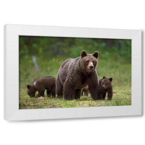 The family of the wood White Modern Wood Framed Art Print by Pozzi, Marco