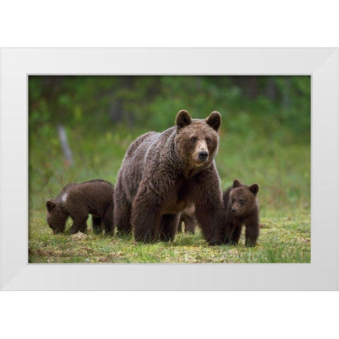 The family of the wood White Modern Wood Framed Art Print by Pozzi, Marco