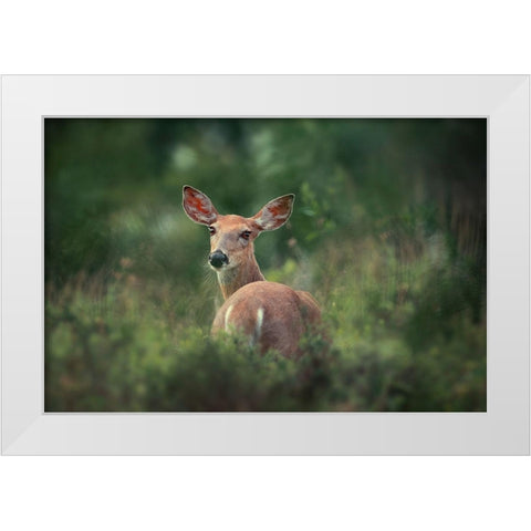 Doe eyed White Modern Wood Framed Art Print by Li, Rob