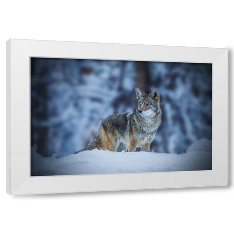 Coyote in Winter White Modern Wood Framed Art Print by Qiu, Jenny
