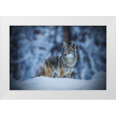 Coyote in Winter White Modern Wood Framed Art Print by Qiu, Jenny