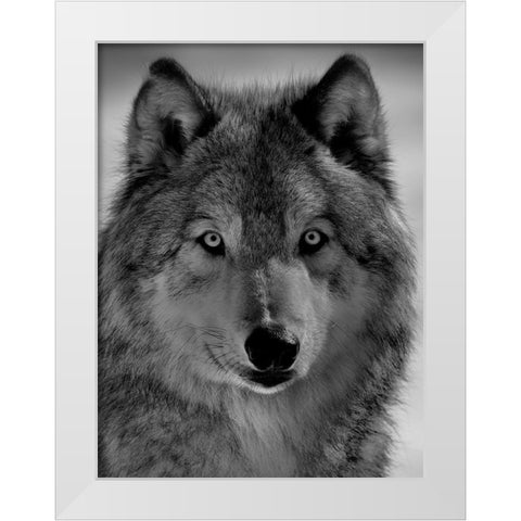 The wolf White Modern Wood Framed Art Print by Chang, Phillip
