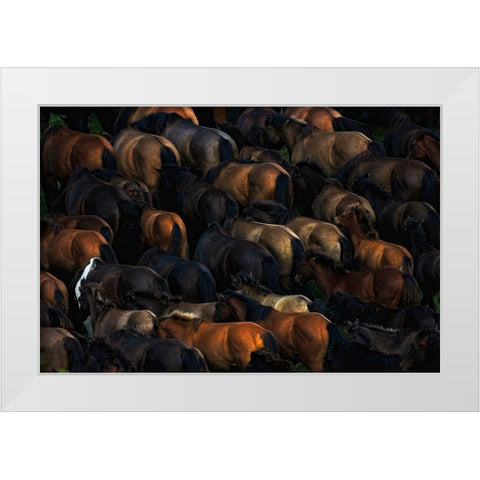 Wild horses White Modern Wood Framed Art Print by Szuszkiewicz, Konrad