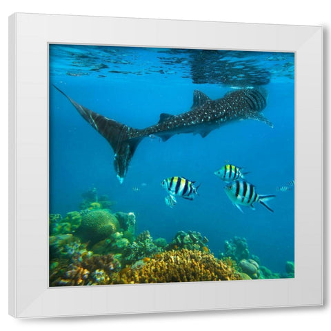 Scissor-tailed sergeant major fish and whale shark-Cebu Island-Philippines White Modern Wood Framed Art Print by Fitzharris, Tim