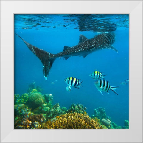 Scissor-tailed sergeant major fish and whale shark-Cebu Island-Philippines White Modern Wood Framed Art Print by Fitzharris, Tim