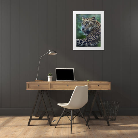 Leopard White Modern Wood Framed Art Print by Fitzharris, Tim