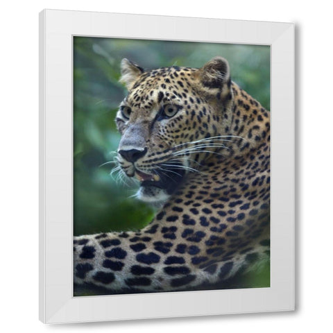 Leopard White Modern Wood Framed Art Print by Fitzharris, Tim