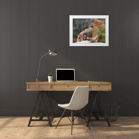 Hamadryas baboon with baby White Modern Wood Framed Art Print by Fitzharris, Tim