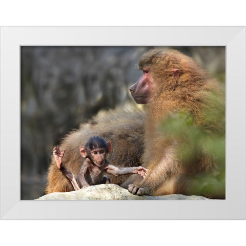 Hamadryas baboon with baby White Modern Wood Framed Art Print by Fitzharris, Tim