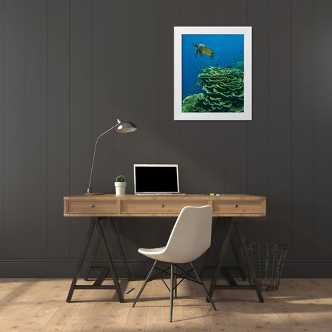 Green sea turtle-butterfly fish and shelf coral-Ningaloo Reef-Australia White Modern Wood Framed Art Print by Fitzharris, Tim
