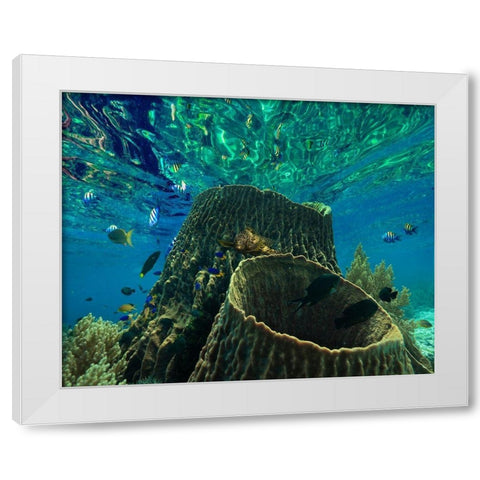 Rockfish and coral-Panglao Island-Philippines White Modern Wood Framed Art Print by Fitzharris, Tim