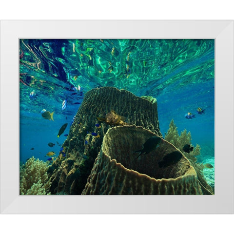 Rockfish and coral-Panglao Island-Philippines White Modern Wood Framed Art Print by Fitzharris, Tim