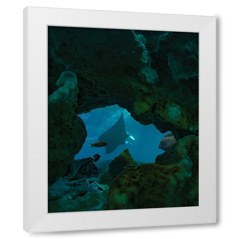 Reef manta ray-Penida Island-Indonesia White Modern Wood Framed Art Print by Fitzharris, Tim