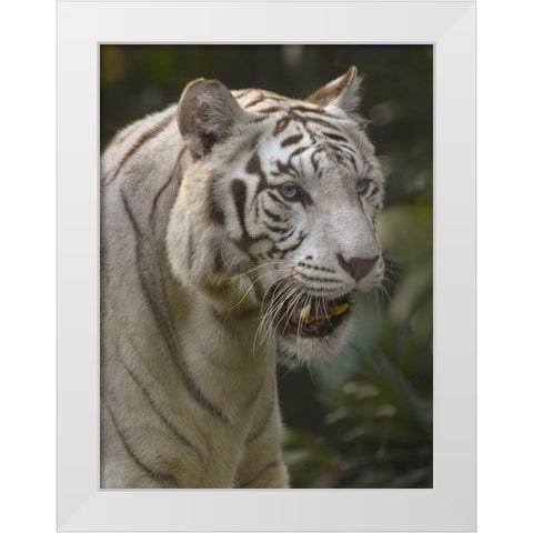 Bengal Tiger White Subspecies White Modern Wood Framed Art Print by Fitzharris, Tim