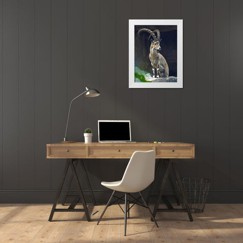 Nubian Ibex Male White Modern Wood Framed Art Print by Fitzharris, Tim