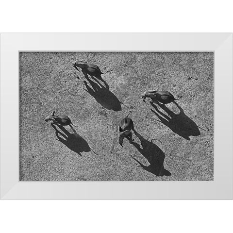 African elephants White Modern Wood Framed Art Print by Fitzharris, Tim