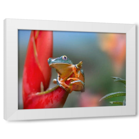 Barred leaf frog White Modern Wood Framed Art Print by Fitzharris, Tim