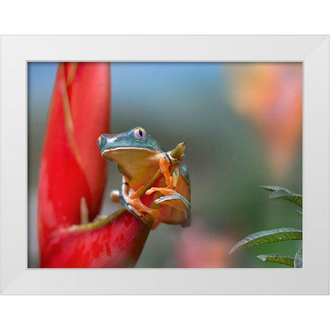 Barred leaf frog White Modern Wood Framed Art Print by Fitzharris, Tim