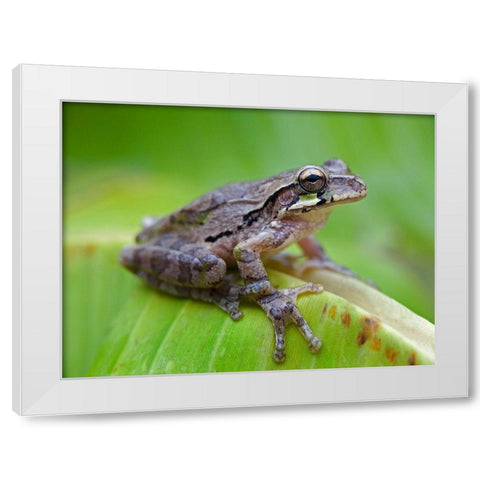 Baudins smilisca tree frog White Modern Wood Framed Art Print by Fitzharris, Tim