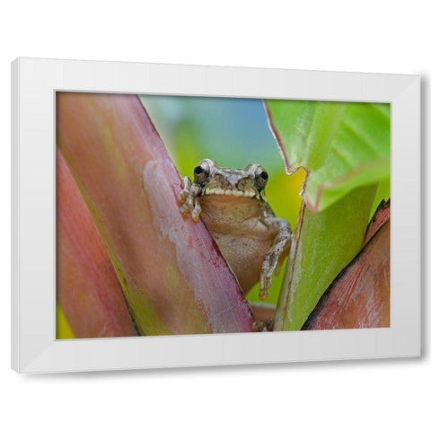 Baudins smilisca tree frog White Modern Wood Framed Art Print by Fitzharris, Tim