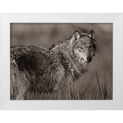 Gray wolf in marsh Sepia White Modern Wood Framed Art Print by Fitzharris, Tim