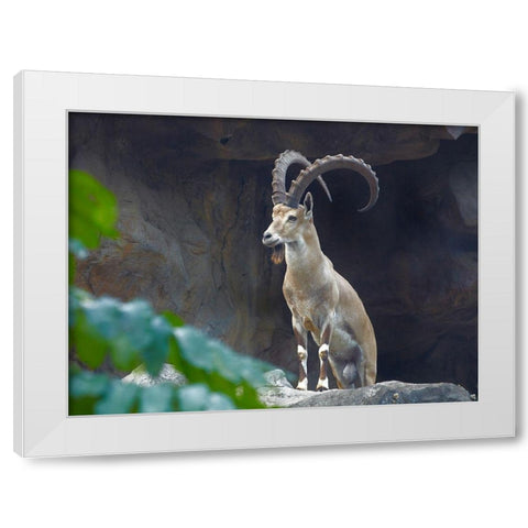 Nubian Ibex White Modern Wood Framed Art Print by Fitzharris, Tim