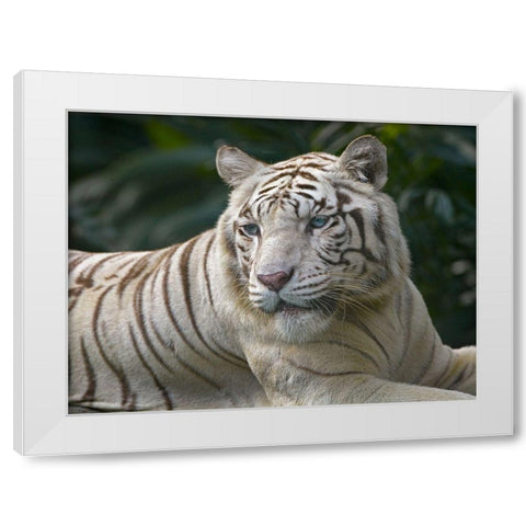 Bengal Tiger White Subspecies White Modern Wood Framed Art Print by Fitzharris, Tim