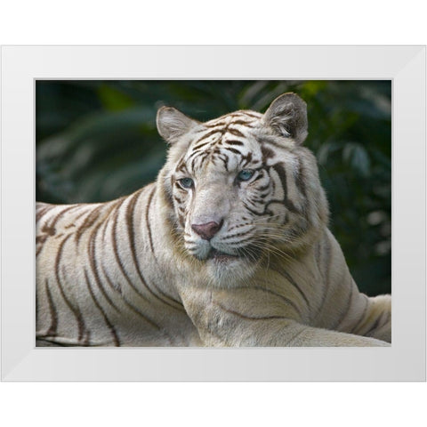 Bengal Tiger White Subspecies White Modern Wood Framed Art Print by Fitzharris, Tim