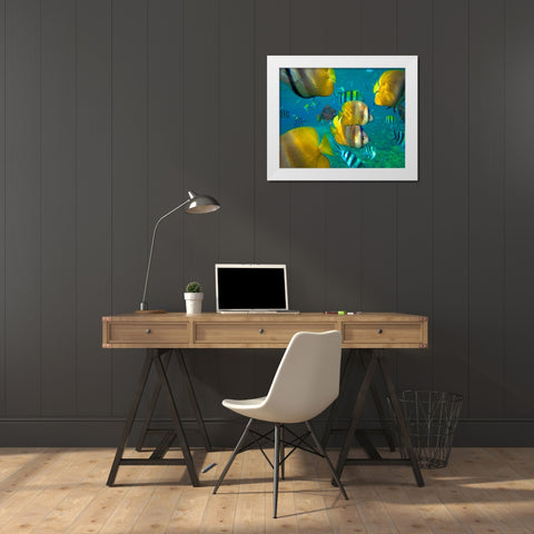 Blacklip Butterflyfish-Parrotfish-Sergeant Major Fish-Negros Oriental-Philippines White Modern Wood Framed Art Print by Fitzharris, Tim