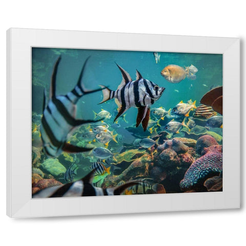 Old wives fish and fusiliers-Perth Aquarium-Australia White Modern Wood Framed Art Print by Fitzharris, Tim