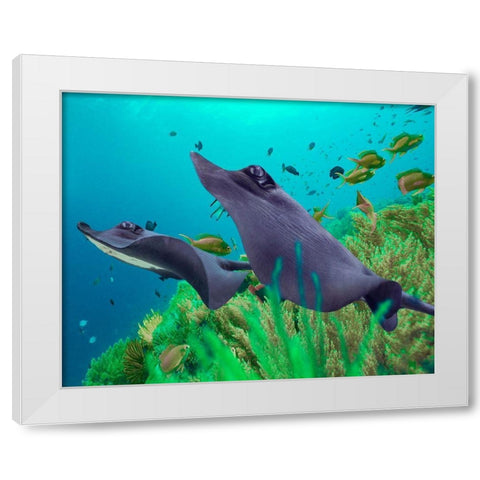 Blue Skates-Balicasag Island-Philippines White Modern Wood Framed Art Print by Fitzharris, Tim