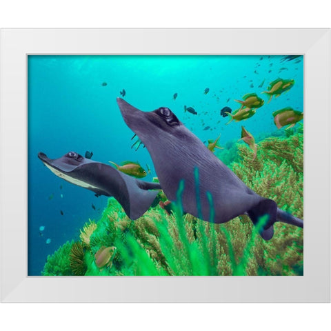 Blue Skates-Balicasag Island-Philippines White Modern Wood Framed Art Print by Fitzharris, Tim