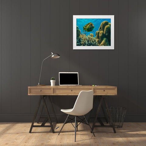 Tang fish and brain coral-Bohol Philippines White Modern Wood Framed Art Print by Fitzharris, Tim
