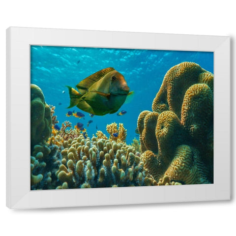 Tang fish and brain coral-Bohol Philippines White Modern Wood Framed Art Print by Fitzharris, Tim