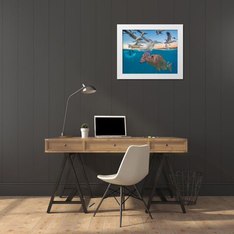 Snapper and gulls-Coral Coast-Western Australia White Modern Wood Framed Art Print by Fitzharris, Tim