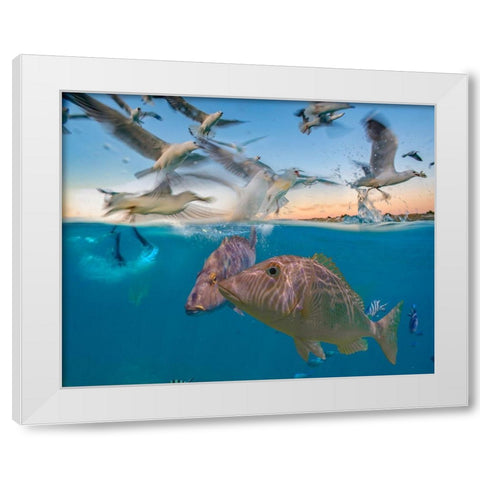 Snapper and gulls-Coral Coast-Western Australia White Modern Wood Framed Art Print by Fitzharris, Tim