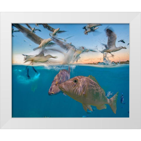 Snapper and gulls-Coral Coast-Western Australia White Modern Wood Framed Art Print by Fitzharris, Tim