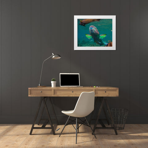 Parrot fish-Negros Oriental-Philippines White Modern Wood Framed Art Print by Fitzharris, Tim