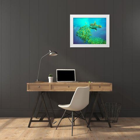 Puffer fish and yellow snapper-Miniloc Island-Palawan-Philippines White Modern Wood Framed Art Print by Fitzharris, Tim