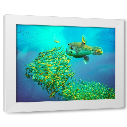 Puffer fish and yellow snapper-Miniloc Island-Palawan-Philippines White Modern Wood Framed Art Print by Fitzharris, Tim