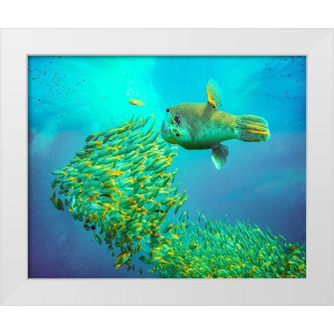 Puffer fish and yellow snapper-Miniloc Island-Palawan-Philippines White Modern Wood Framed Art Print by Fitzharris, Tim