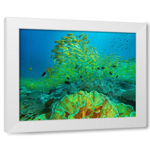 Yellow snapper school above coral-Miniloc Island-Palawan-Philippines White Modern Wood Framed Art Print by Fitzharris, Tim