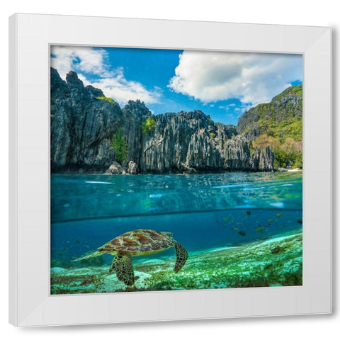 Green sea turtle and sharst cliffs near Secret Lagoon-Palawan-Philippines White Modern Wood Framed Art Print by Fitzharris, Tim