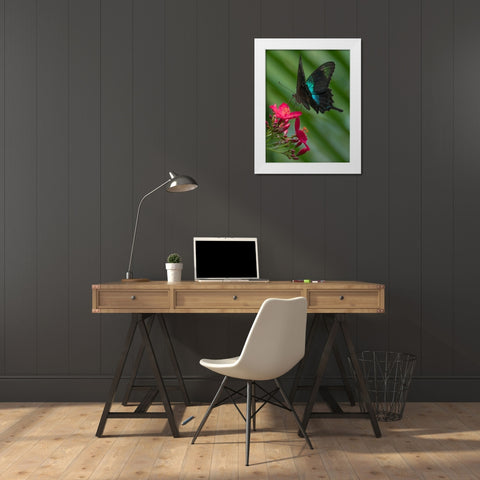 Papilio pranthus butterfly-Indonesia White Modern Wood Framed Art Print by Fitzharris, Tim