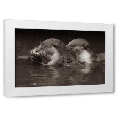 Asiatic otters-Sabah-Malayasia Sepia White Modern Wood Framed Art Print by Fitzharris, Tim