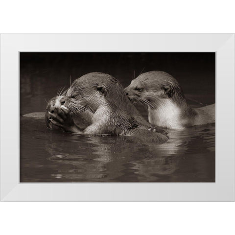 Asiatic otters-Sabah-Malayasia Sepia White Modern Wood Framed Art Print by Fitzharris, Tim