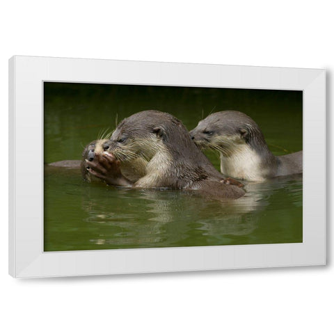 Asiatic otters-Sabah-Malayasia White Modern Wood Framed Art Print by Fitzharris, Tim